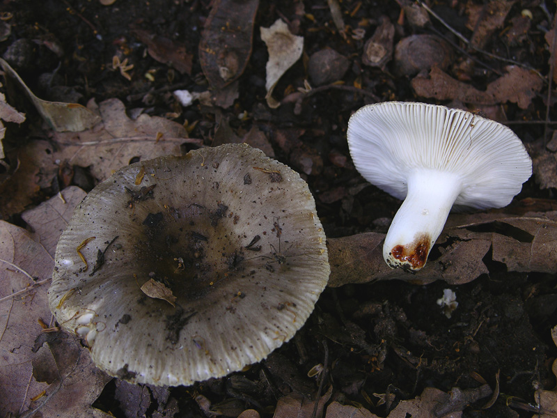 Russula insignis e Russula praetervisa a confronto.